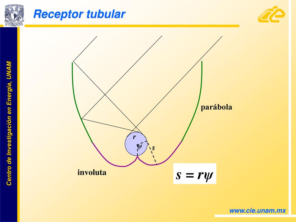 Receptor tubular parábola involuta s r ψ s = rψ