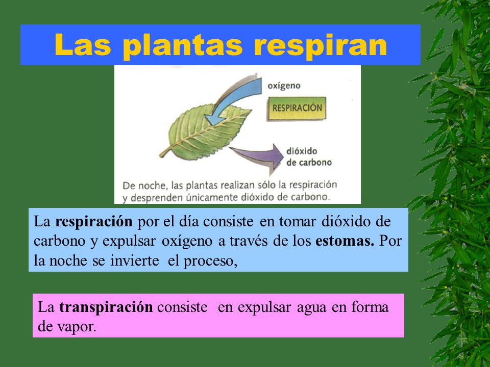Las plantas respiran