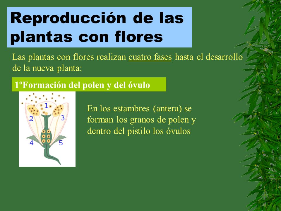 Reproducción de las plantas con flores