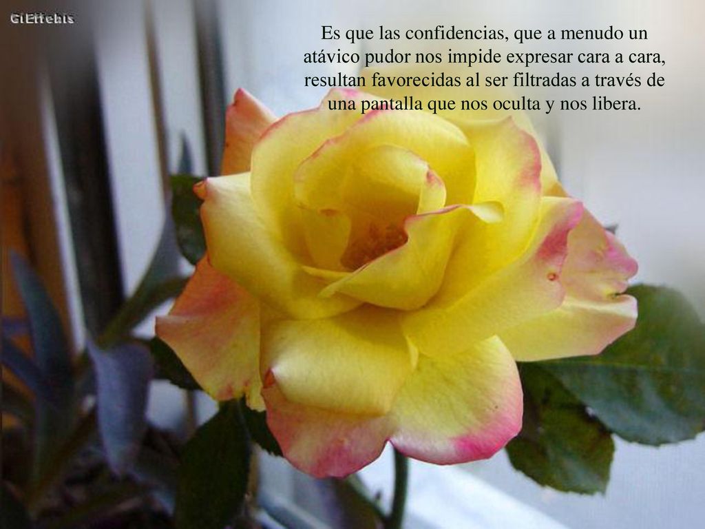 Es que las confidencias, que a menudo un atávico pudor nos impide expresar cara a cara, resultan favorecidas al ser filtradas a través de una pantalla que nos oculta y nos libera.