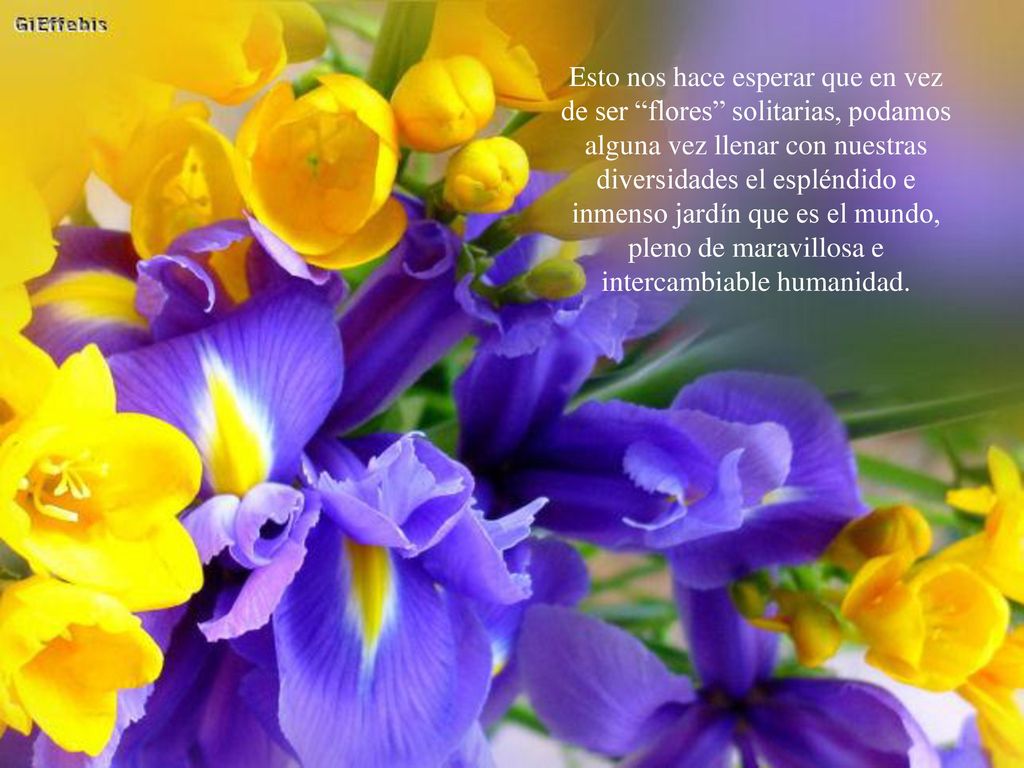 Esto nos hace esperar que en vez de ser flores solitarias, podamos alguna vez llenar con nuestras diversidades el espléndido e inmenso jardín que es el mundo, pleno de maravillosa e intercambiable humanidad.