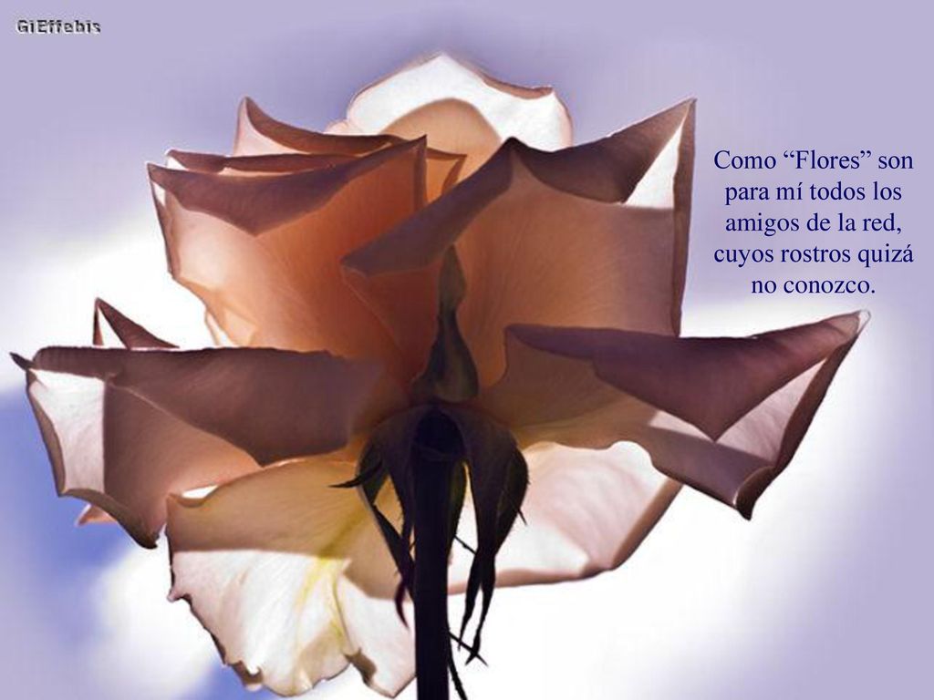 Como Flores son para mí todos los amigos de la red, cuyos rostros quizá no conozco.