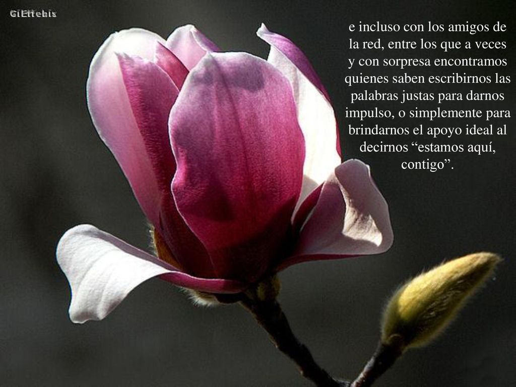 e incluso con los amigos de la red, entre los que a veces y con sorpresa encontramos quienes saben escribirnos las palabras justas para darnos impulso, o simplemente para brindarnos el apoyo ideal al decirnos estamos aquí, contigo .