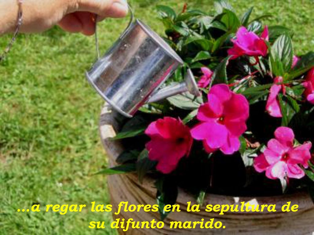 …a regar las flores en la sepultura de su difunto marido.