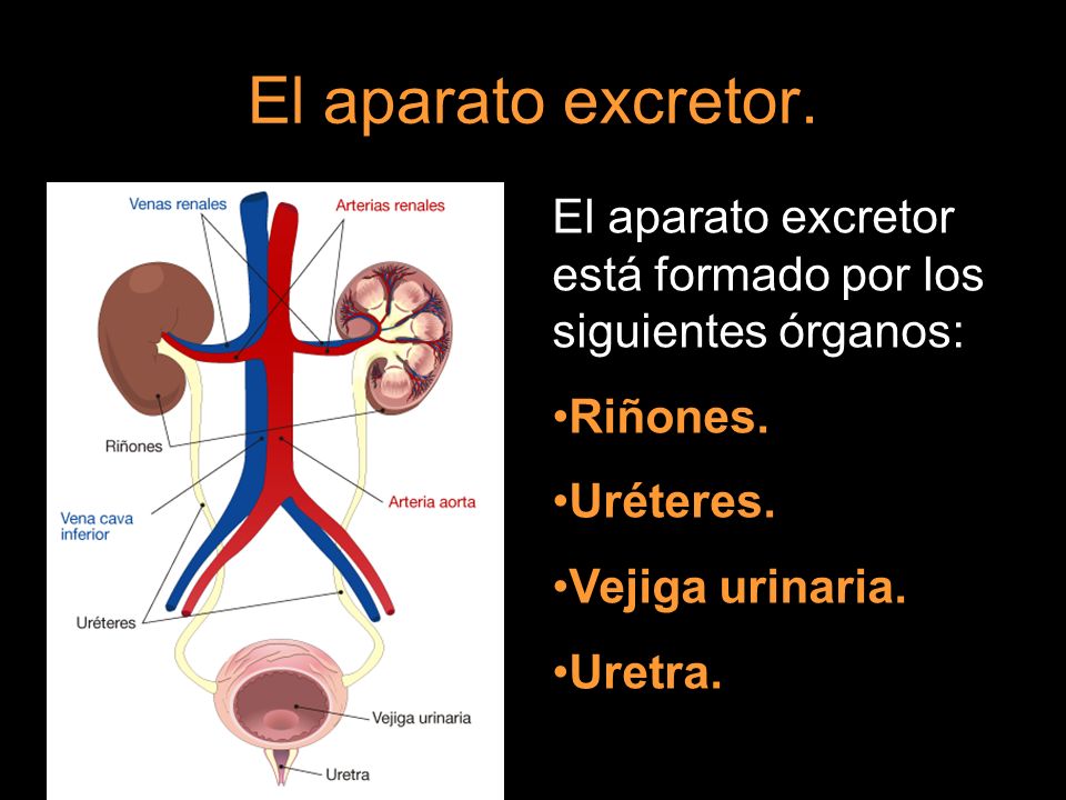 El aparato excretor. El aparato excretor está formado por los siguientes órganos: Riñones. Uréteres.