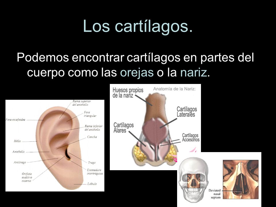 Los cartílagos. Podemos encontrar cartílagos en partes del cuerpo como las orejas o la nariz.
