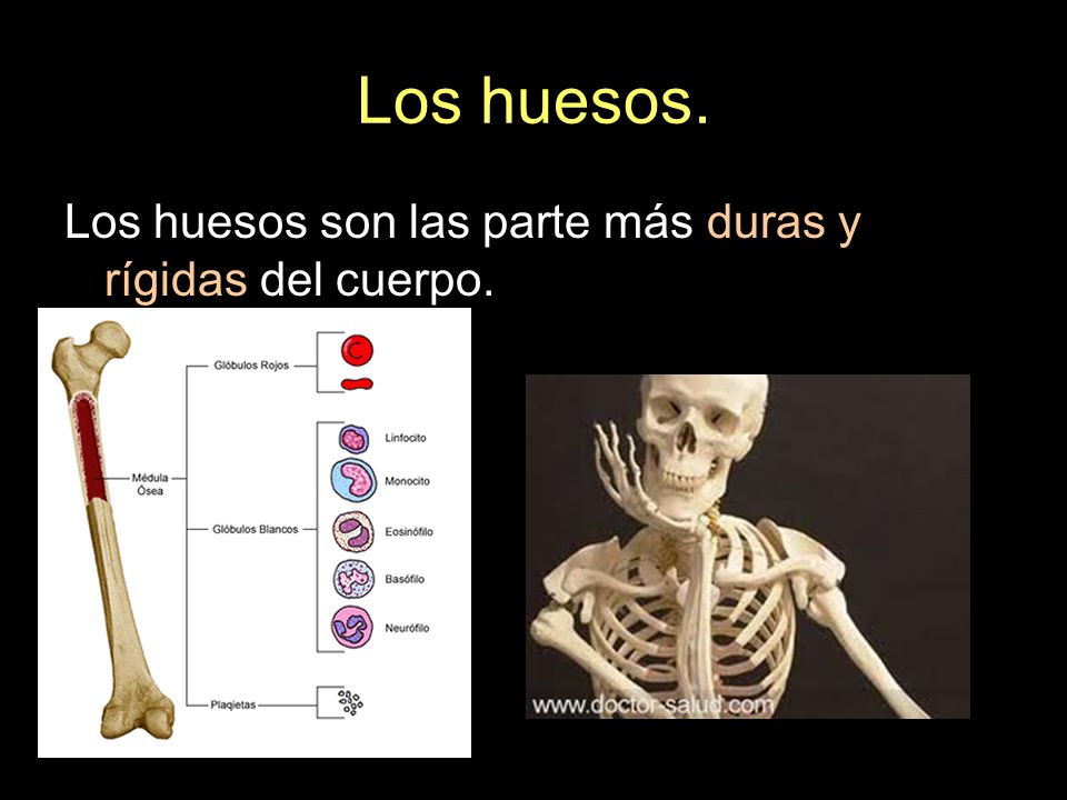 Los huesos. Los huesos son las parte más duras y rígidas del cuerpo.
