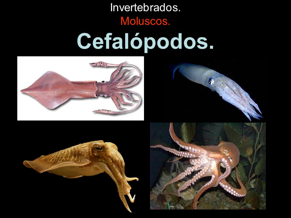 Invertebrados. Moluscos. Cefalópodos.