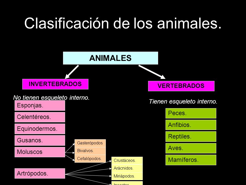 Clasificación de los animales.