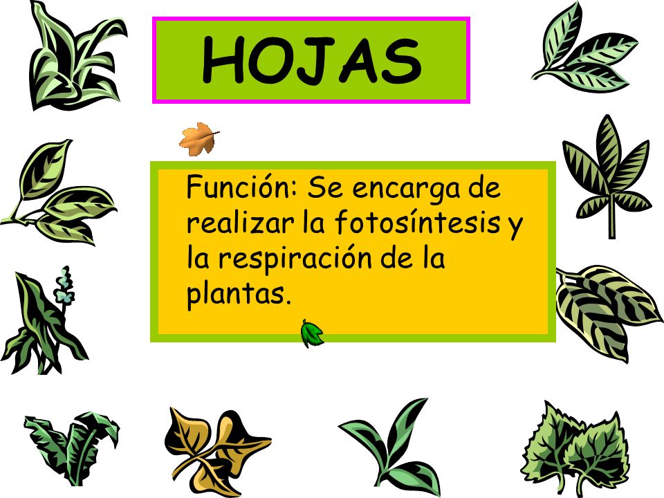 HOJAS Función: Se encarga de realizar la fotosíntesis y la respiración de la plantas.