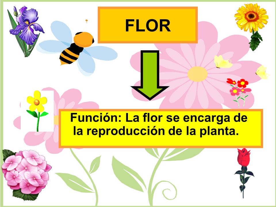 FLOR Función: La flor se encarga de la reproducción de la planta.