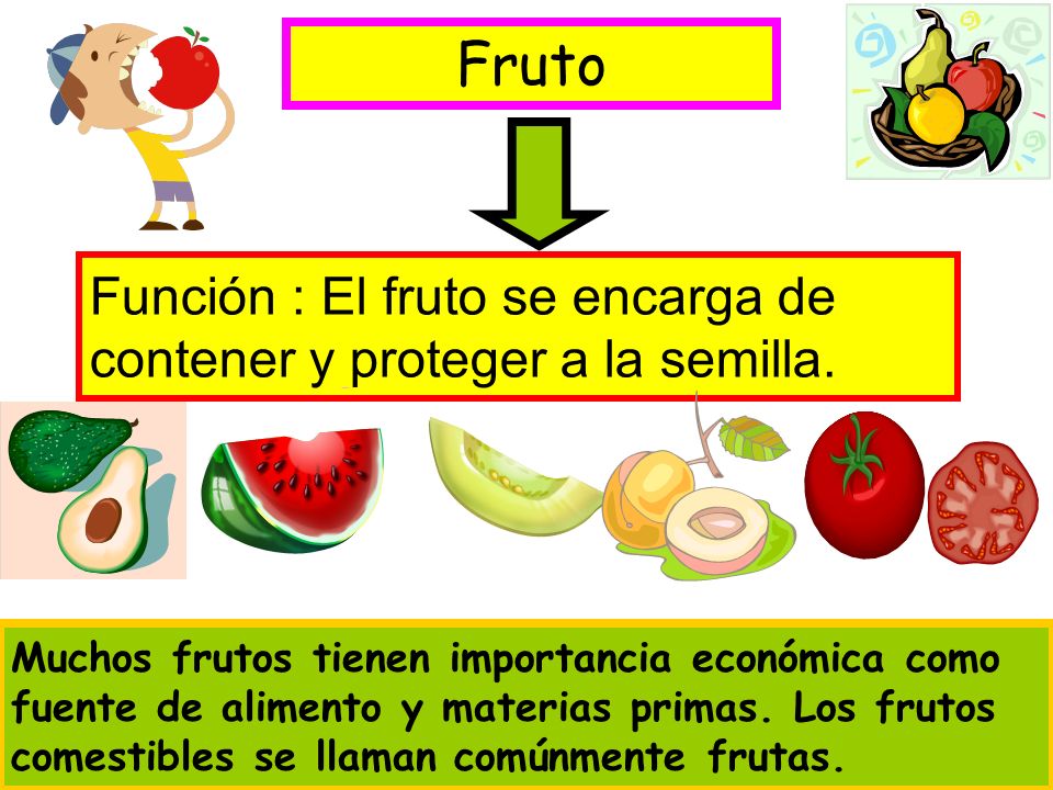 Fruto Función : El fruto se encarga de contener y proteger a la semilla.