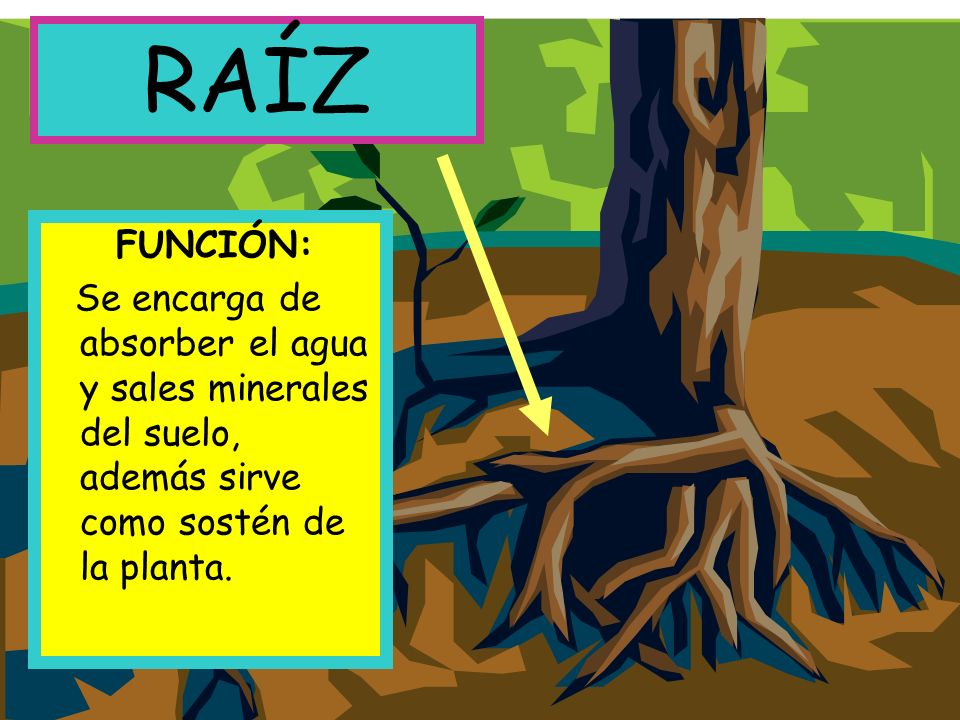 RAÍZ FUNCIÓN: Se encarga de absorber el agua y sales minerales del suelo, además sirve como sostén de la planta.