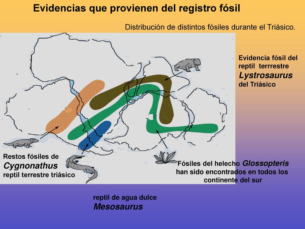 Fósiles del helecho Glossopteris han sido encontrados en todos los
