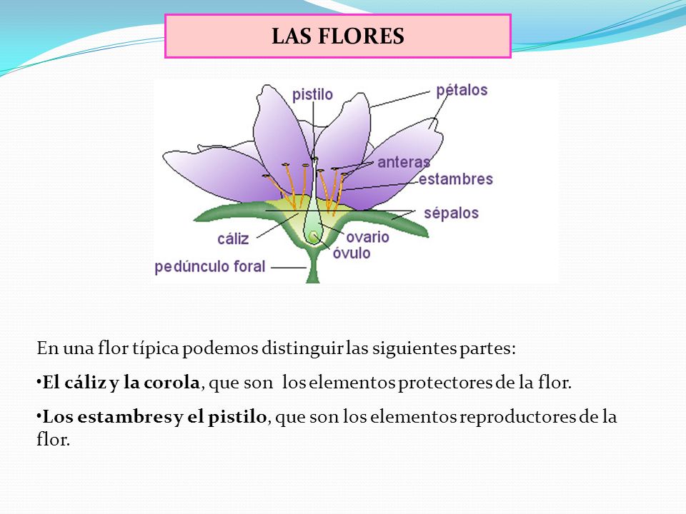 LAS FLORES En una flor típica podemos distinguir las siguientes partes: El cáliz y la corola, que son los elementos protectores de la flor.