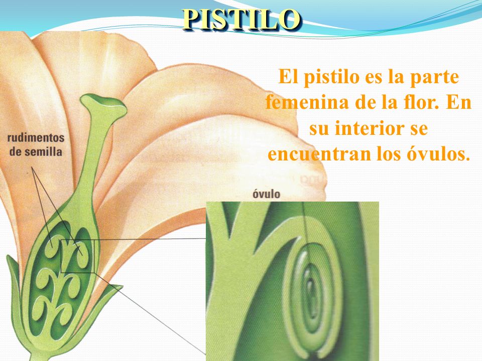 PISTILO El pistilo es la parte femenina de la flor. En su interior se encuentran los óvulos.