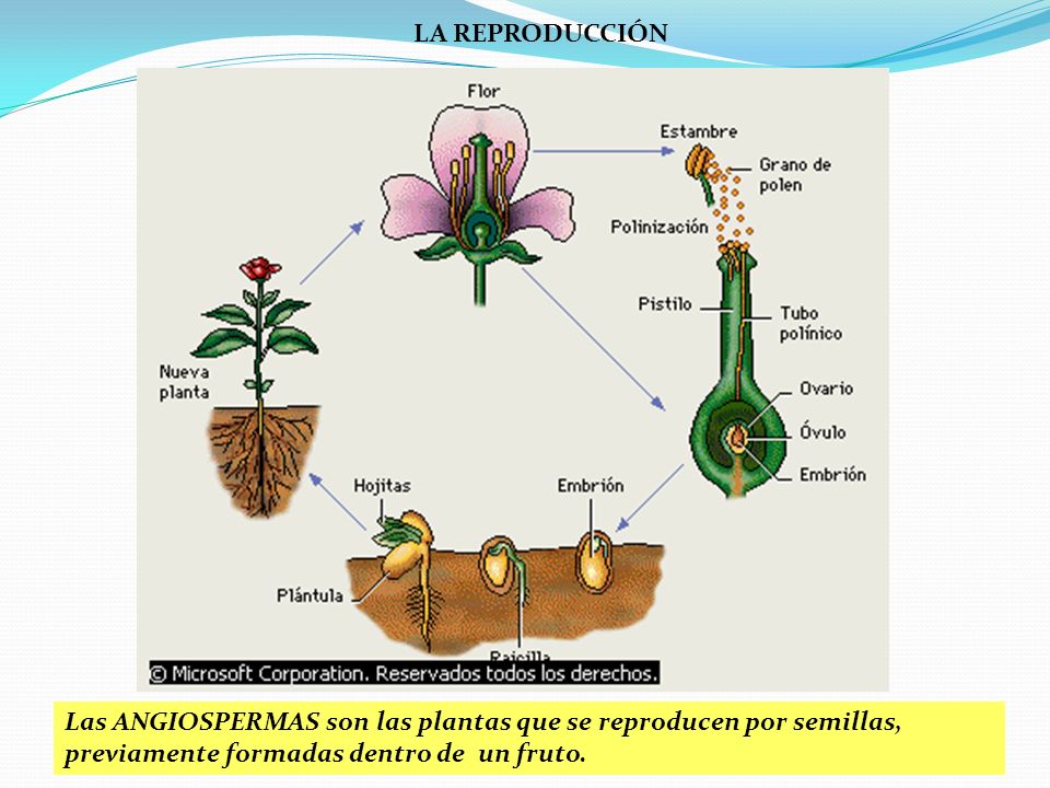 LA REPRODUCCIÓN Las ANGIOSPERMAS son las plantas que se reproducen por semillas, previamente formadas dentro de un fruto.