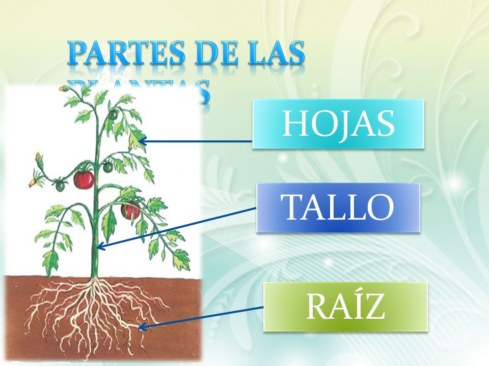 PARTES DE LAS PLANTAS HOJAS TALLO RAÍZ