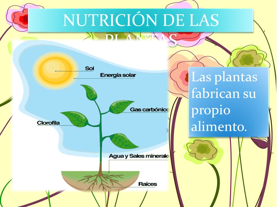 NUTRICIÓN DE LAS PLANTAS