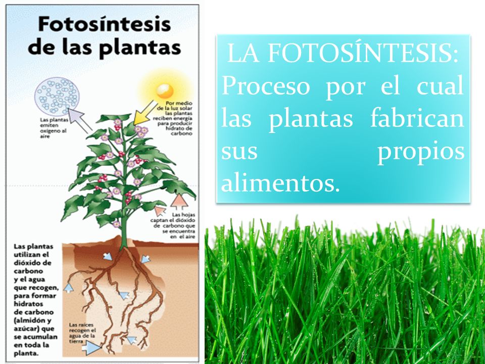 LA FOTOSÍNTESIS: Proceso por el cual las plantas fabrican sus propios alimentos.