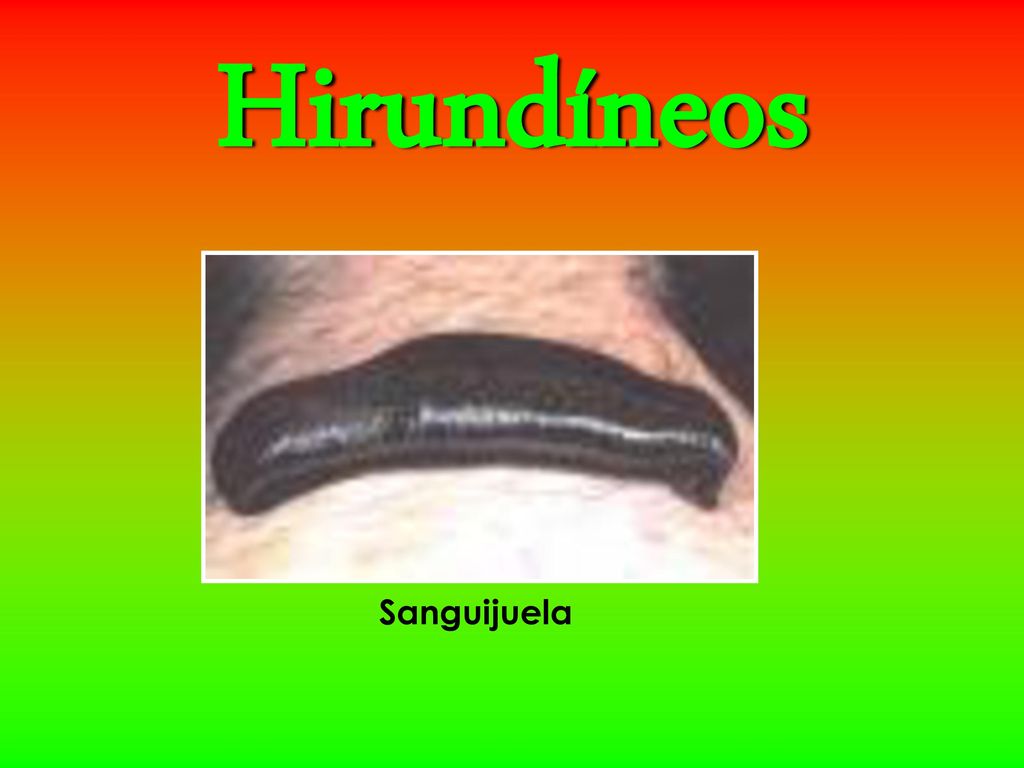 Hirundíneos Sanguijuela