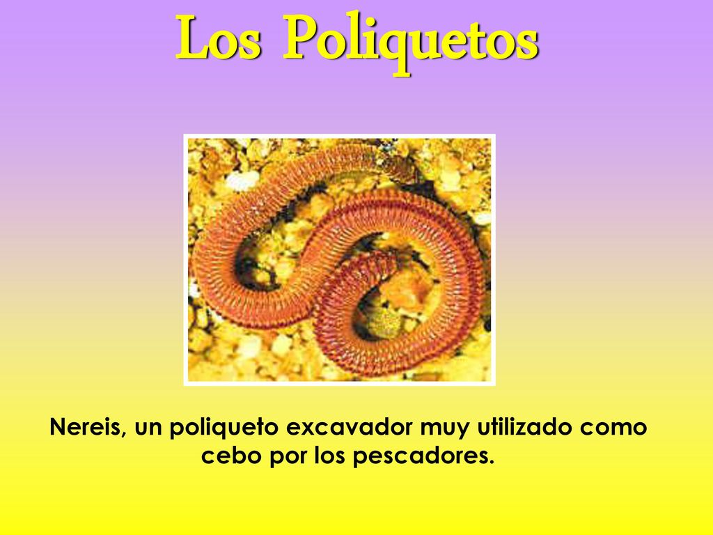 Los Poliquetos Nereis, un poliqueto excavador muy utilizado como cebo por los pescadores.