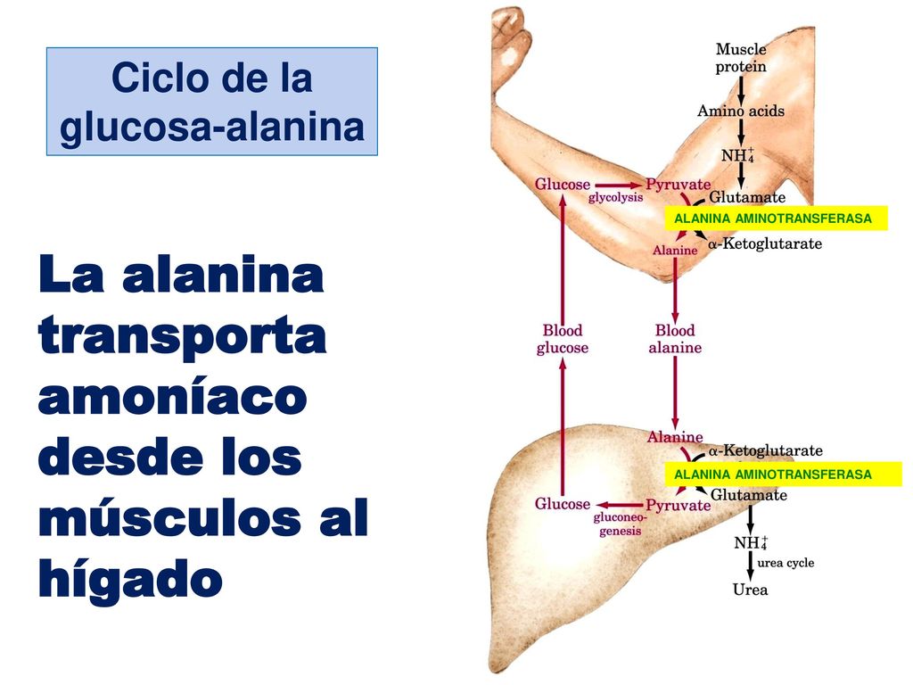 La alanina transporta amoníaco desde los músculos al hígado