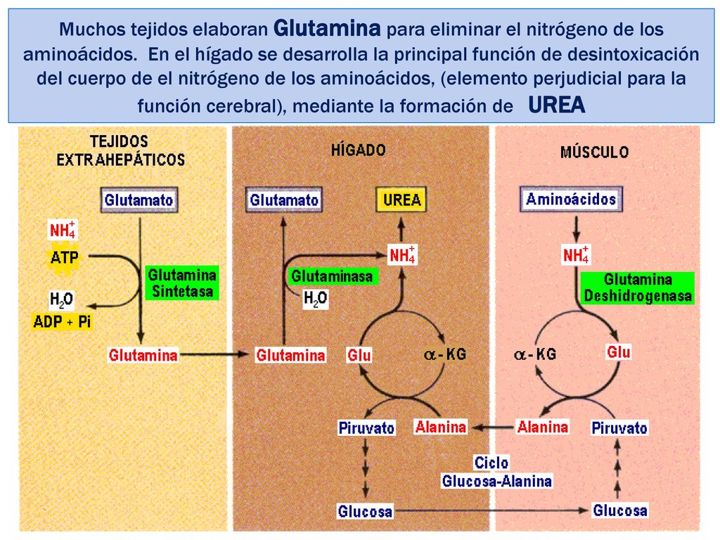 Muchos tejidos elaboran Glutamina para eliminar el nitrógeno de los aminoácidos.