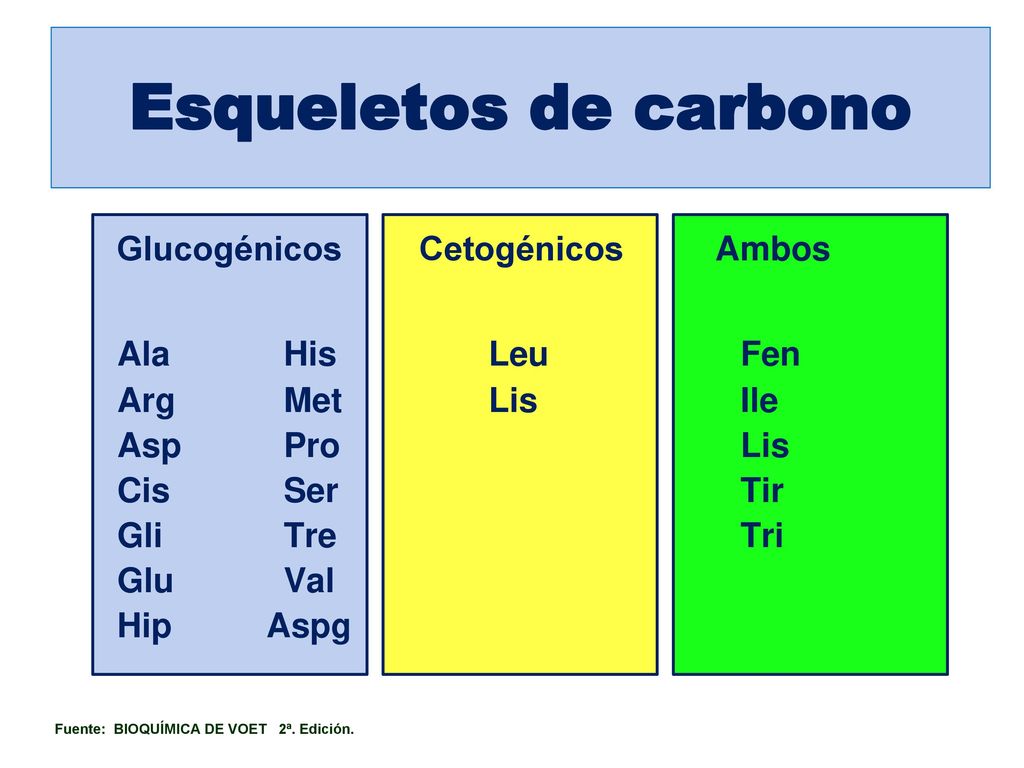 Esqueletos de carbono Ala His Leu Fen Glucogénicos Cetogénicos Ambos