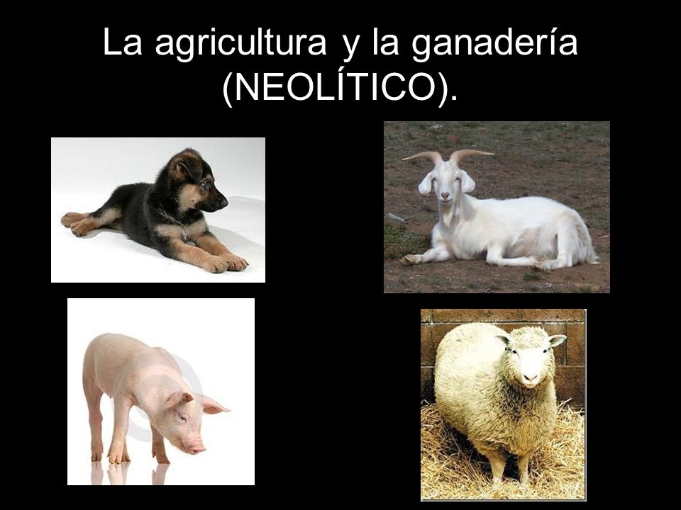 La agricultura y la ganadería (NEOLÍTICO).