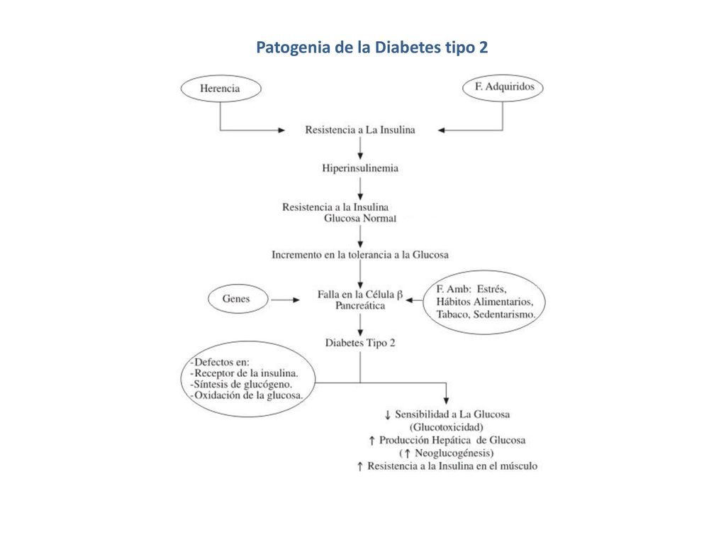 Patogenia de la Diabetes tipo 2