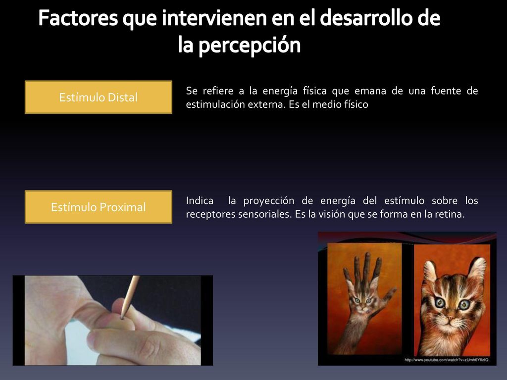 Factores que intervienen en el desarrollo de la percepción