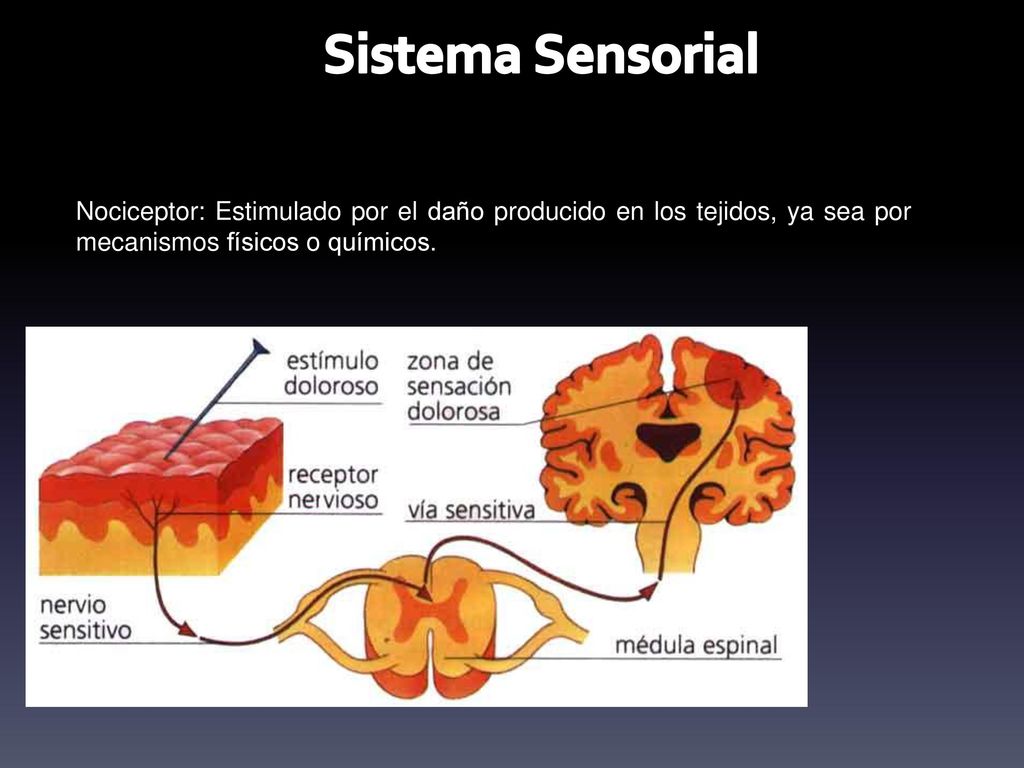Sistema Sensorial Nociceptor: Estimulado por el daño producido en los tejidos, ya sea por mecanismos físicos o químicos.