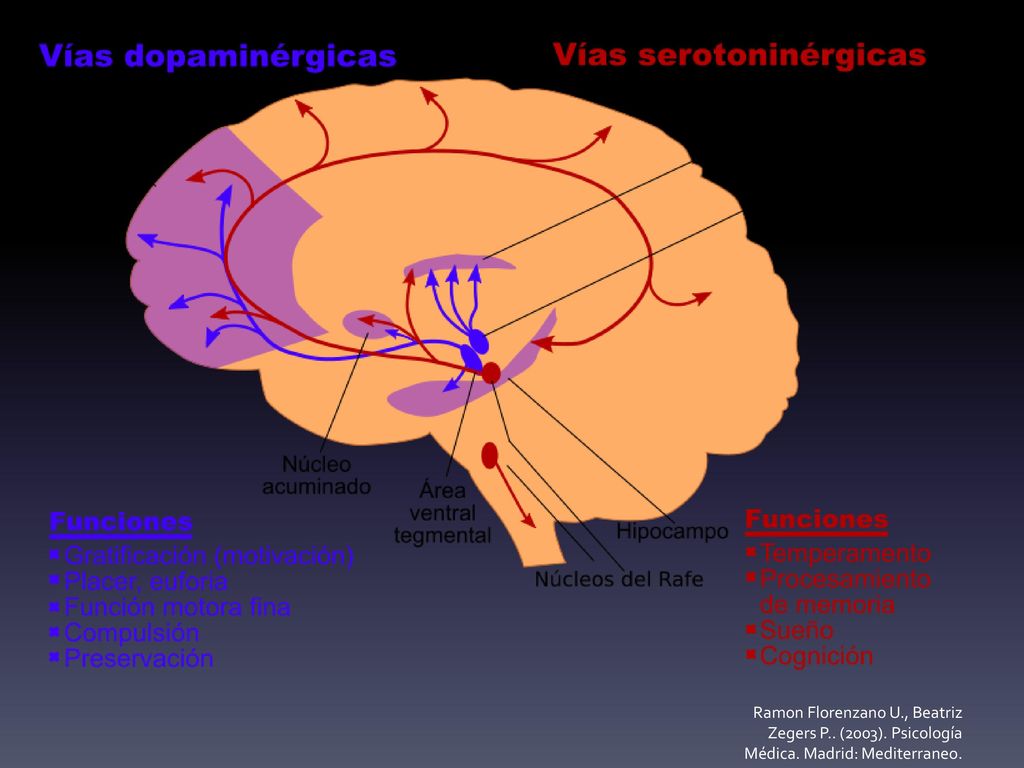 Ramon Florenzano U. , Beatriz Zegers P. (2003). Psicología Médica