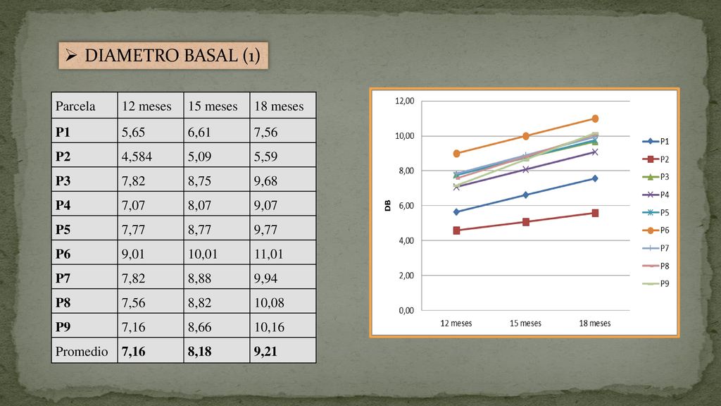 DIAMETRO BASAL (1) Parcela 12 meses 15 meses 18 meses P1 5,65 6,61