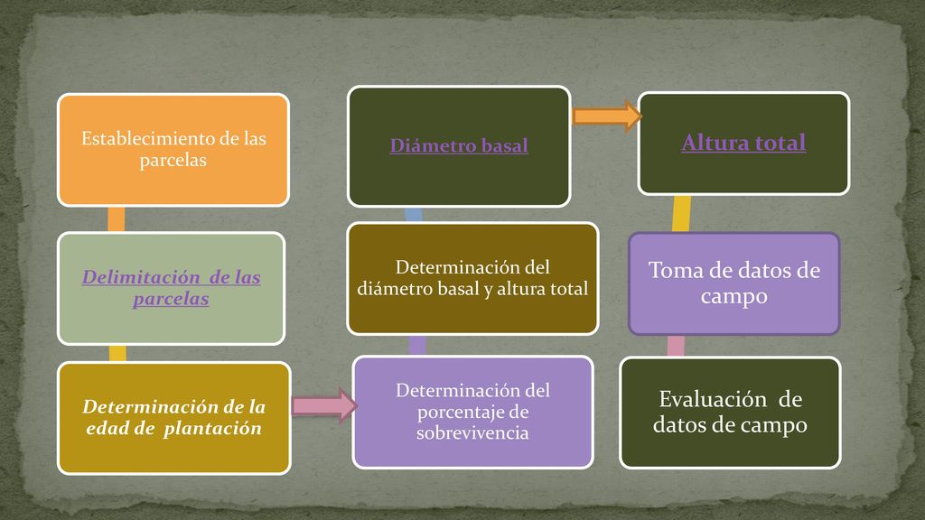Delimitación de las parcelas Determinación de la edad de plantación