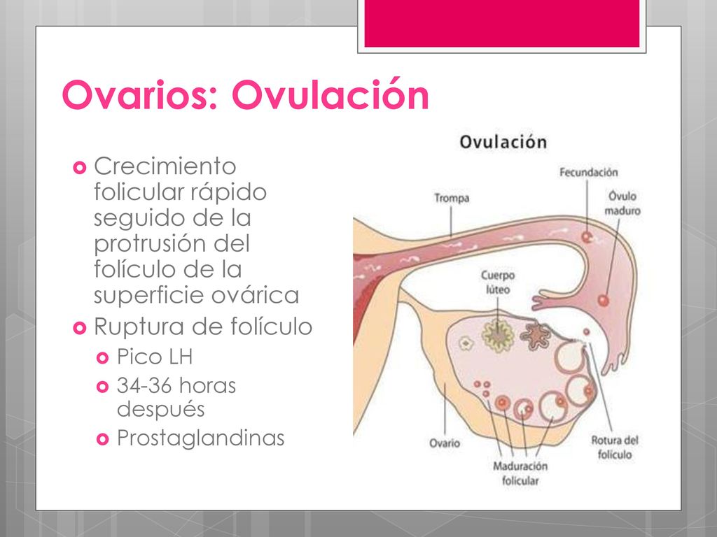 Ovarios: Ovulación Crecimiento folicular rápido seguido de la protrusión del folículo de la superficie ovárica.