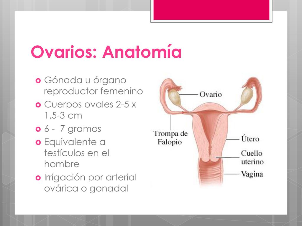 Ovarios: Anatomía Gónada u órgano reproductor femenino