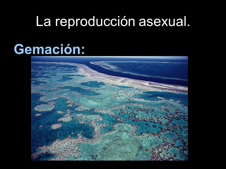 La reproducción asexual.