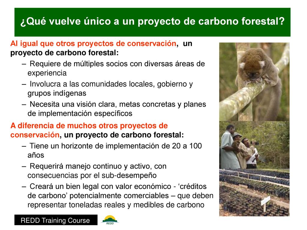 ¿Qué vuelve único a un proyecto de carbono forestal