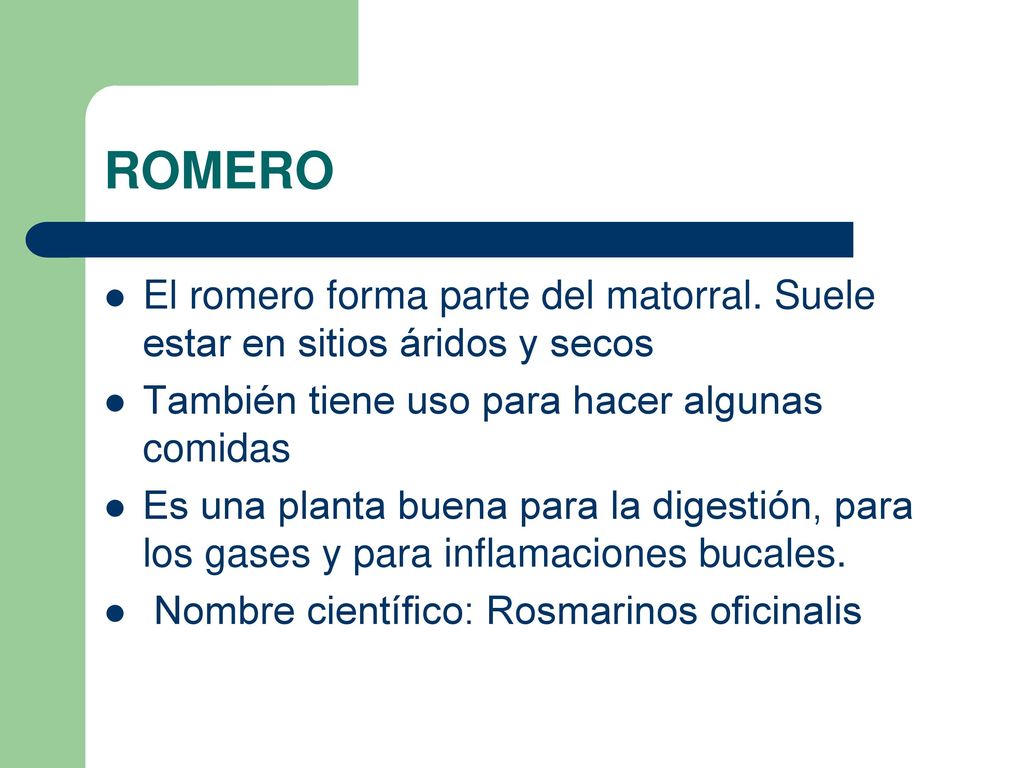 ROMERO El romero forma parte del matorral. Suele estar en sitios áridos y secos. También tiene uso para hacer algunas comidas.