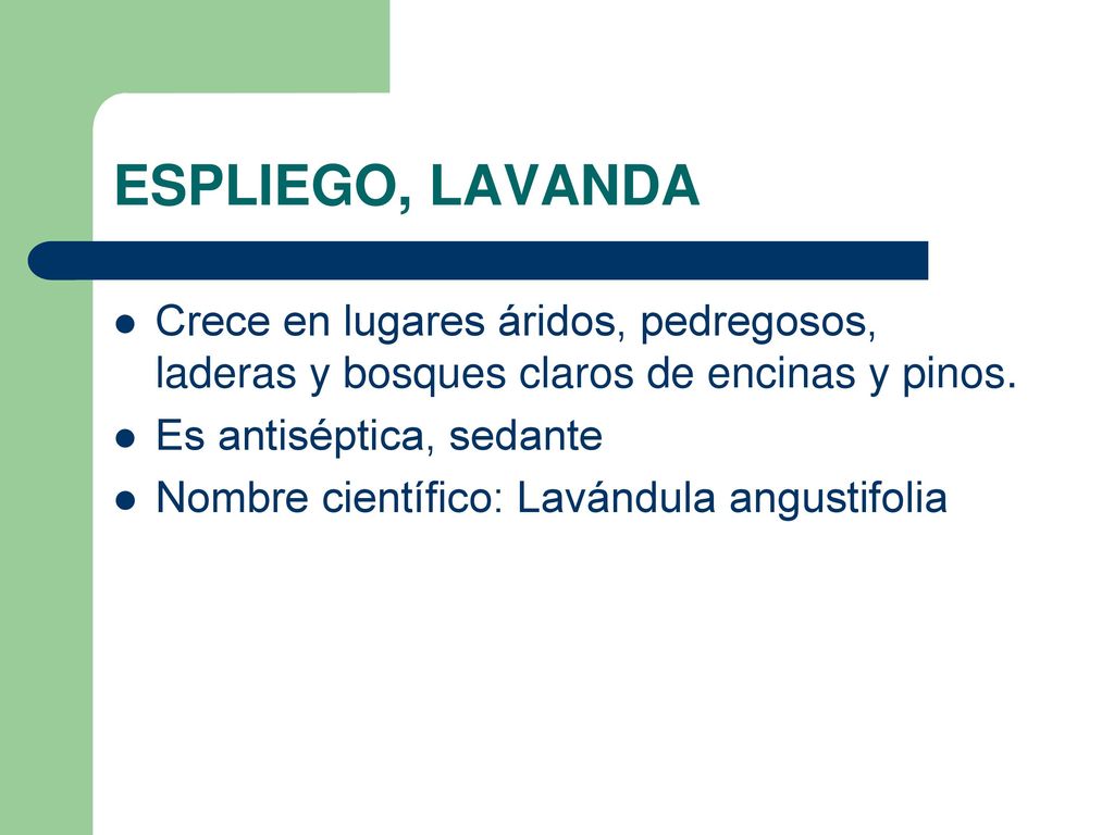ESPLIEGO, LAVANDA Crece en lugares áridos, pedregosos, laderas y bosques claros de encinas y pinos.