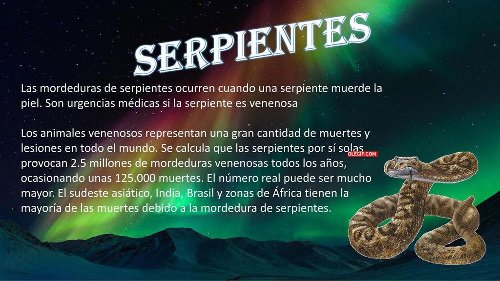 SERPIENTES Las mordeduras de serpientes ocurren cuando una serpiente muerde la piel. Son urgencias médicas si la serpiente es venenosa.