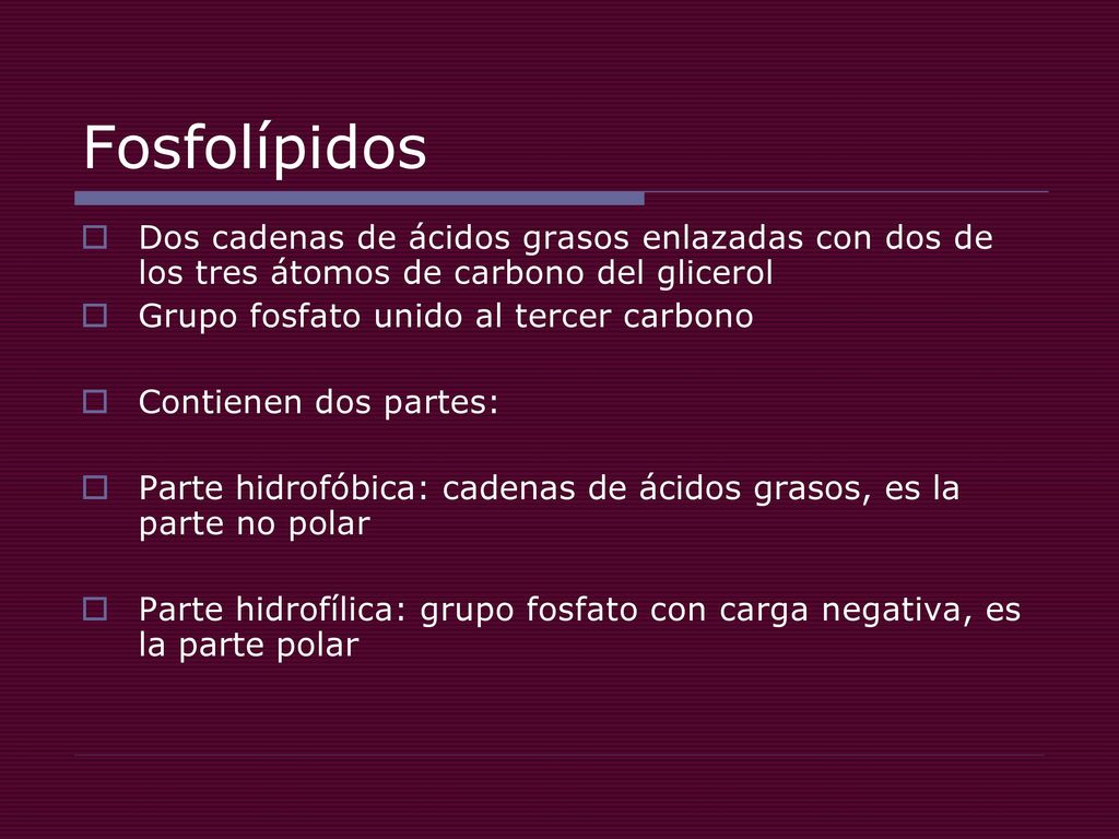 Fosfolípidos Dos cadenas de ácidos grasos enlazadas con dos de los tres átomos de carbono del glicerol.