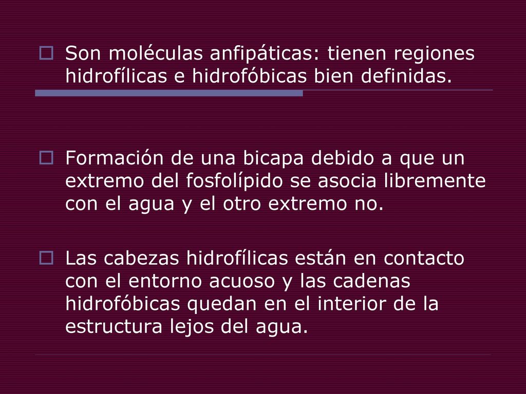 Son moléculas anfipáticas: tienen regiones hidrofílicas e hidrofóbicas bien definidas.