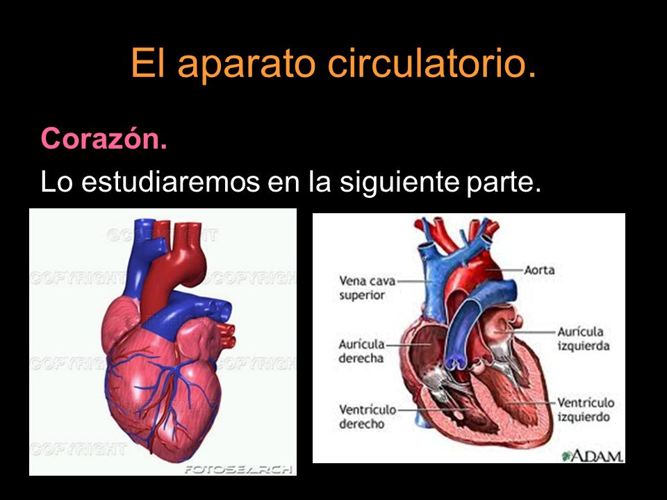 El aparato circulatorio.