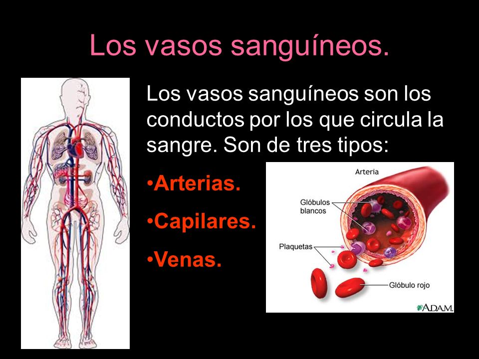 Los vasos sanguíneos. Los vasos sanguíneos son los conductos por los que circula la sangre. Son de tres tipos: