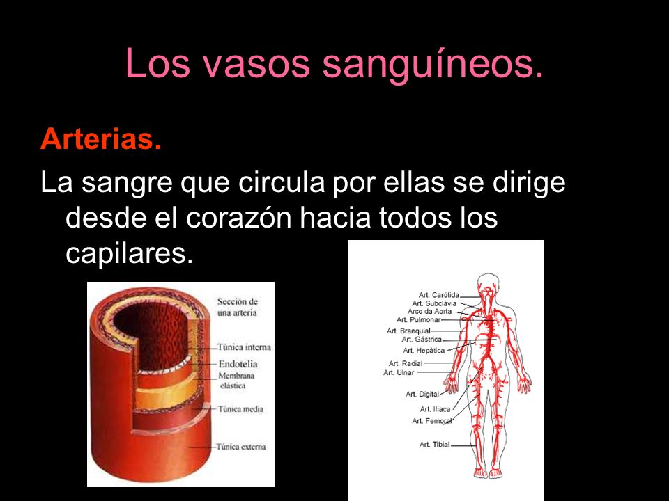 Los vasos sanguíneos. Arterias.