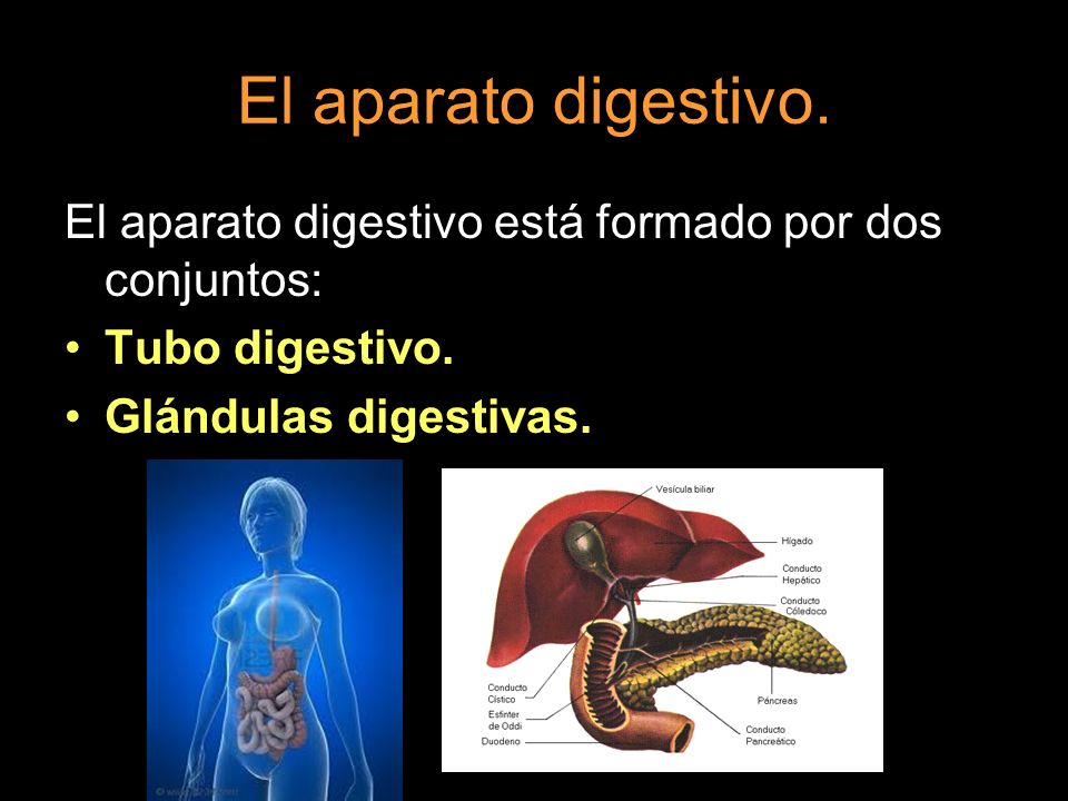 El aparato digestivo. El aparato digestivo está formado por dos conjuntos: Tubo digestivo.