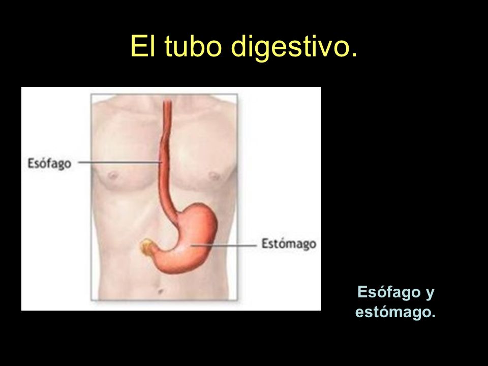 El tubo digestivo. Esófago y estómago.